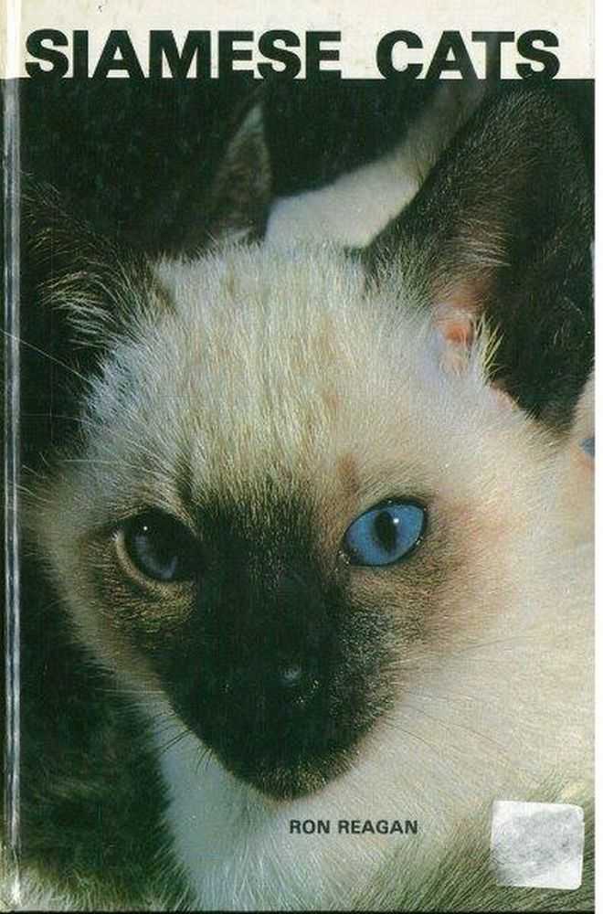 Image for Siamese Cats